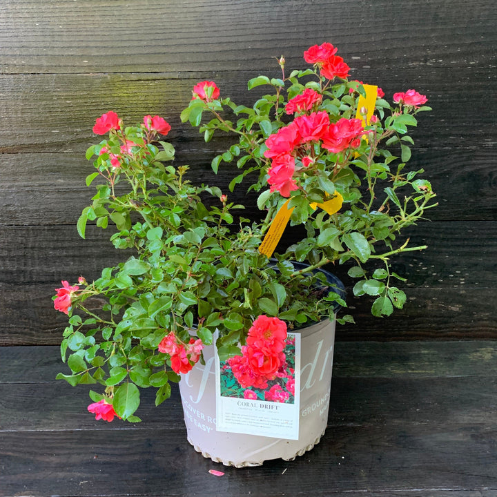Coral Drift® Rose