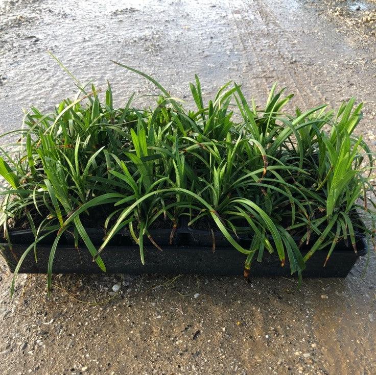 Big Blue Lily Turf