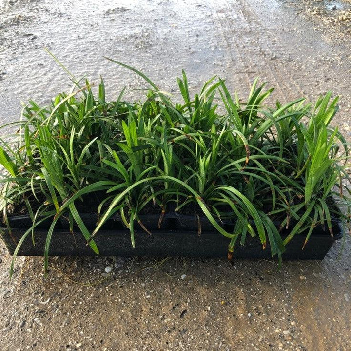 Big Blue Lily Turf