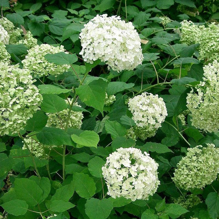 Mophead Hydrangea, Annabelle Hydrangea