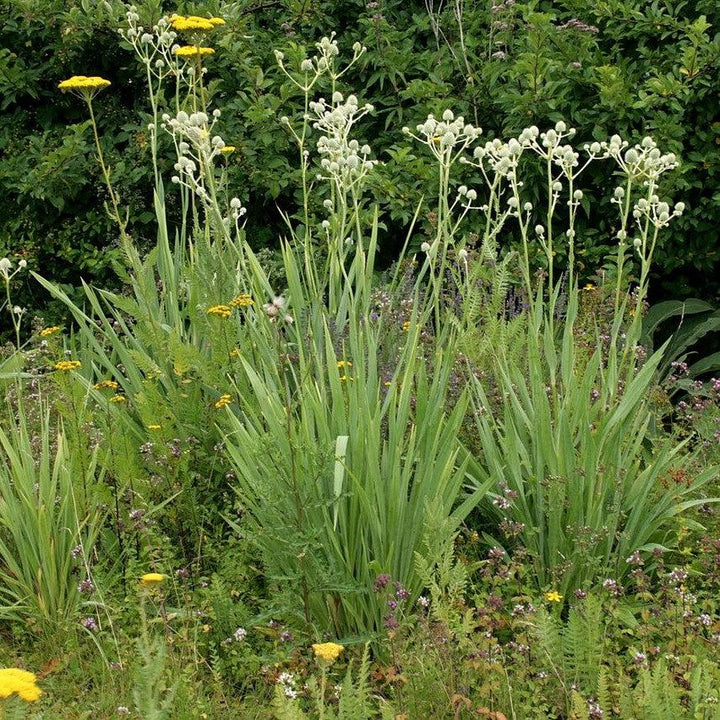 Rattlesnake Master