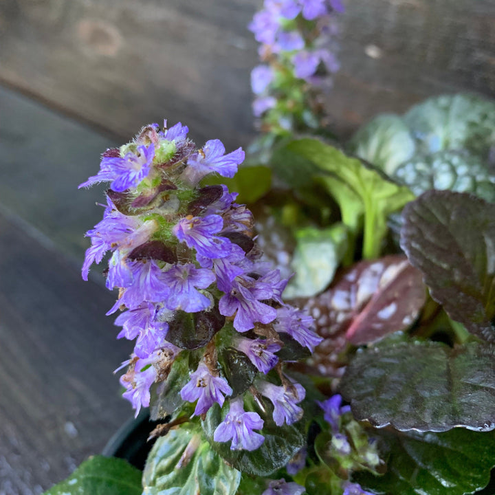 Black Scallop Bugleweed