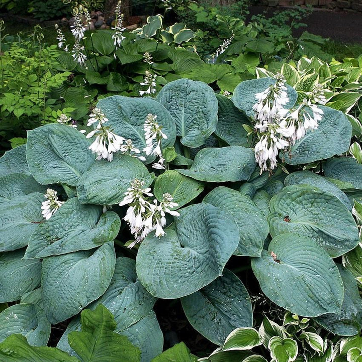 Elegans Hosta