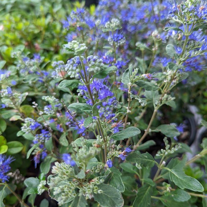 Beyond Midnight® Bluebeard