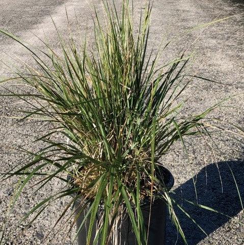 Karl Foerster's Feather Reed Grass