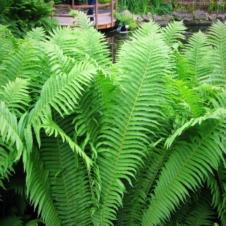 Ostrich Fern