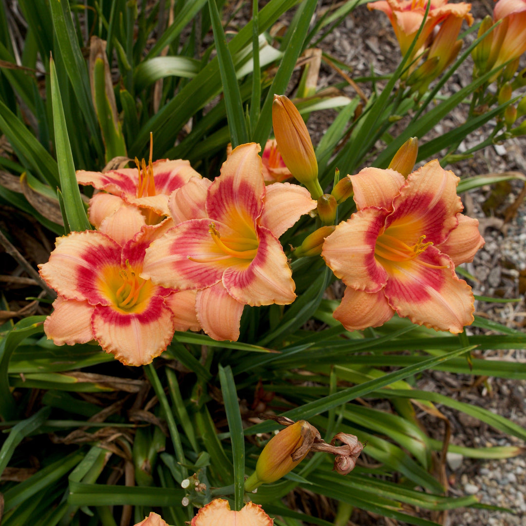 Strawberry Candy Daylily