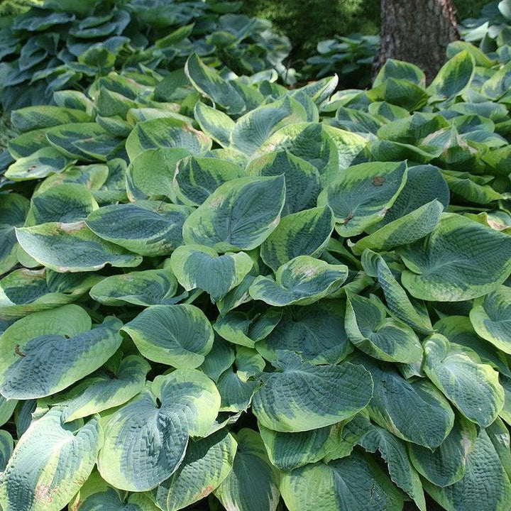 Frances Williams Hosta