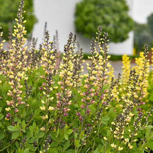 PW® Decadence® Deluxe Pink Lemonade False Indigo