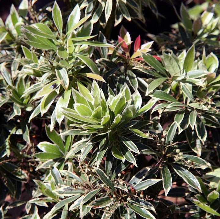 Flaming Silver Pieris