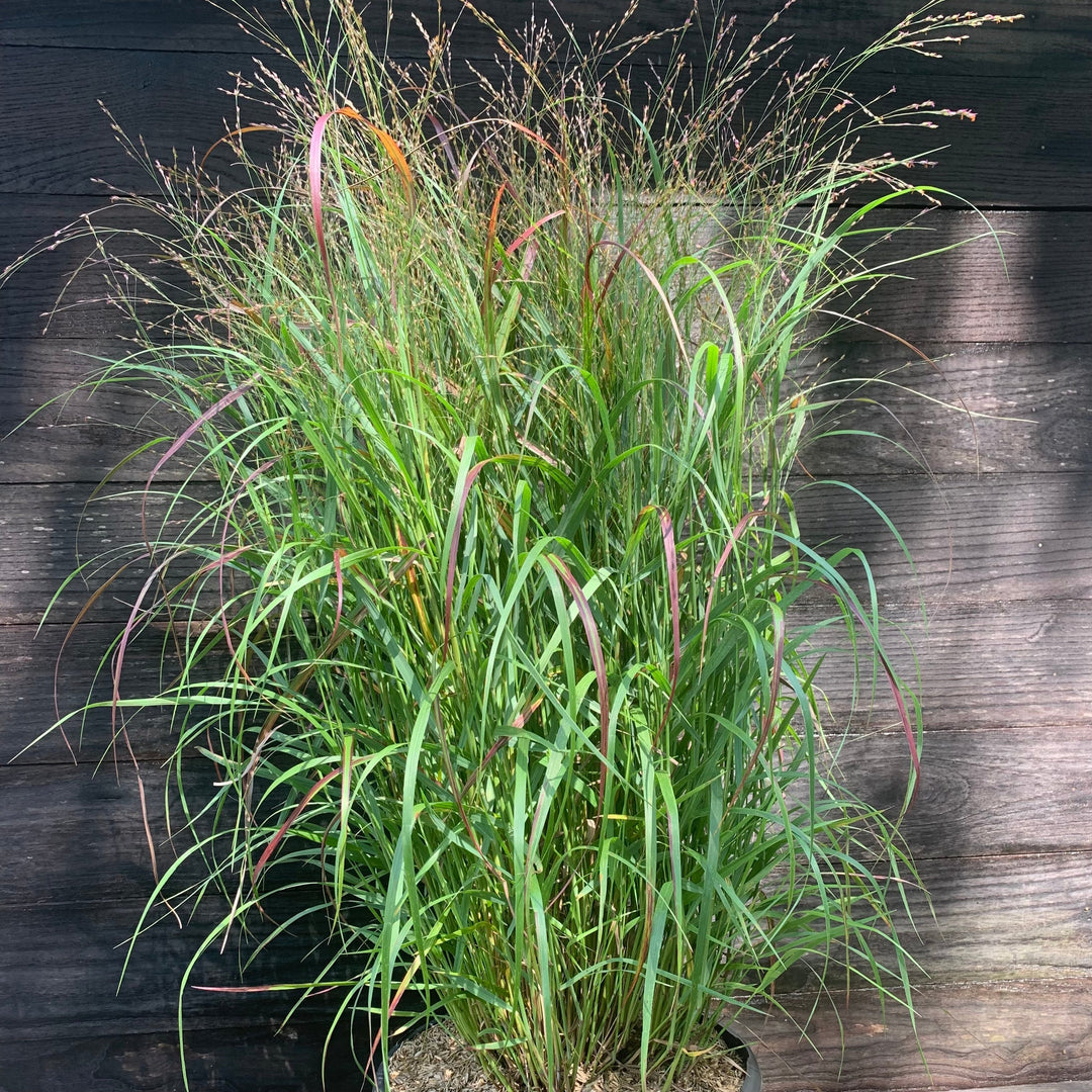 Shenandoah Switch Grass
