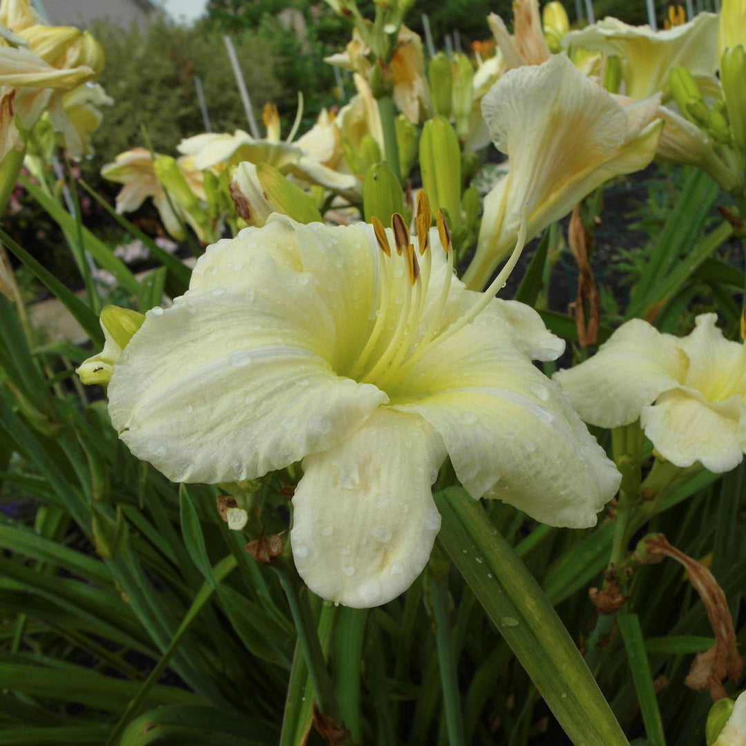 Joan Senior Daylily