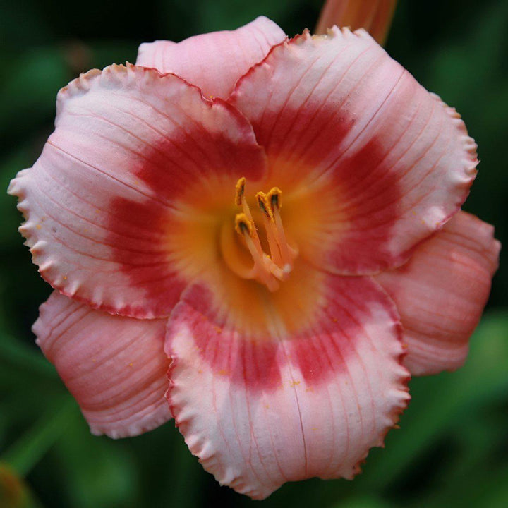 Strawberry Candy Daylily