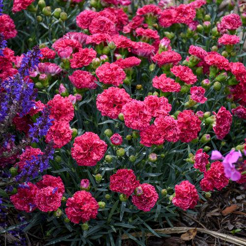 Fruit Punch® Raspberry Ruffles Dianthus