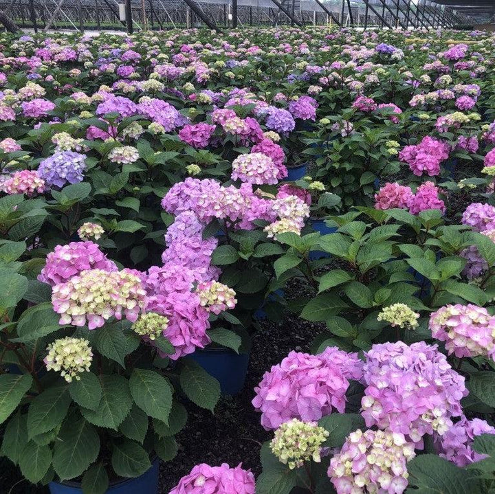 Endless Summer® Bloomstruck® Hydrangea