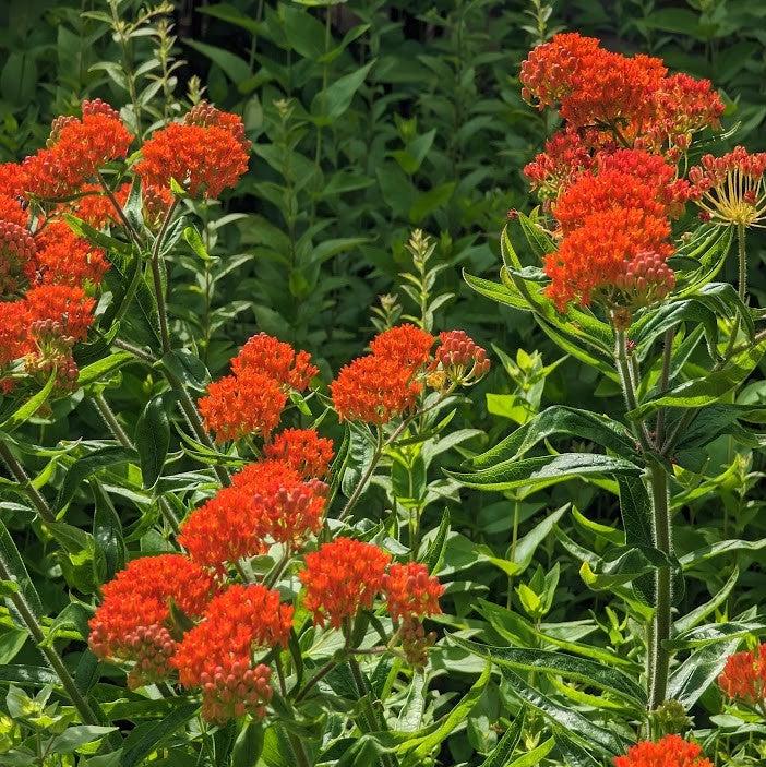 Butterfly Weed