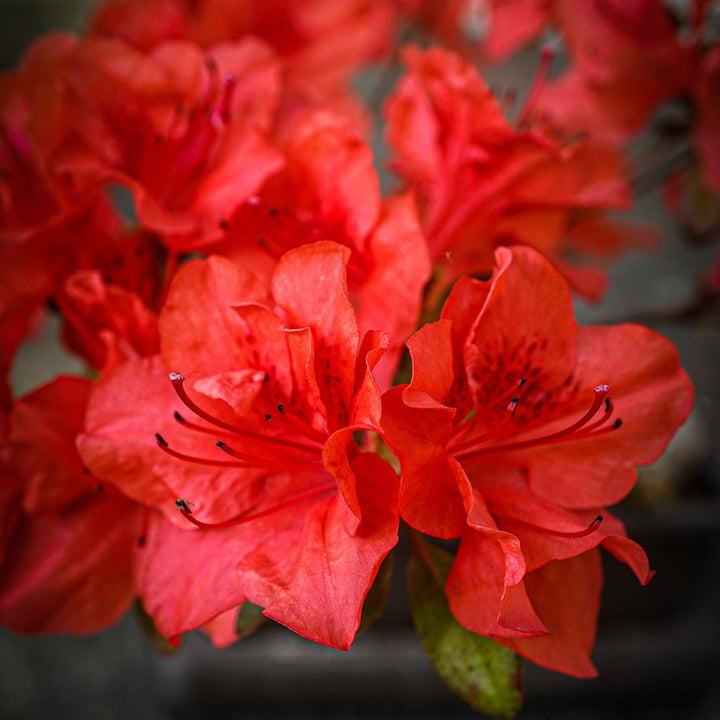Stewartstonian Azalea