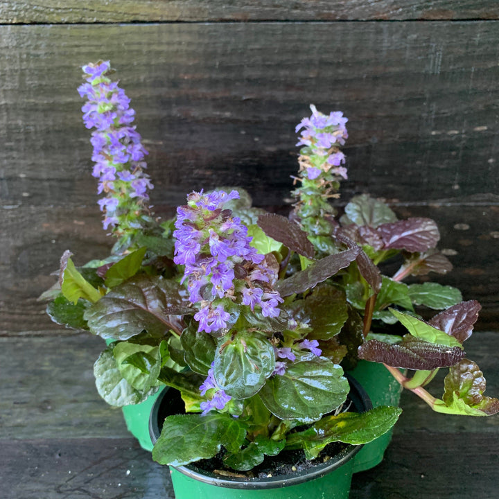 Black Scallop Bugleweed