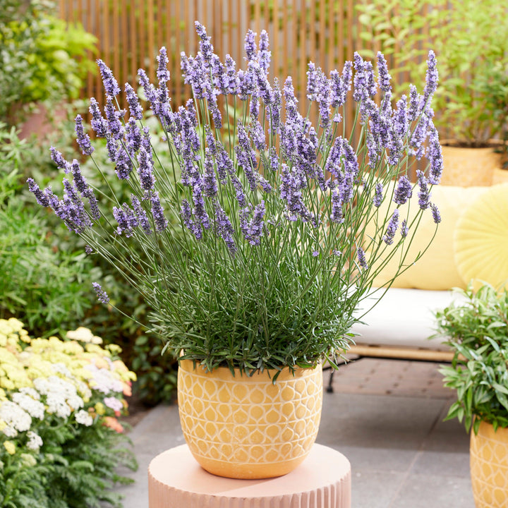 Sensational!® Lavender
