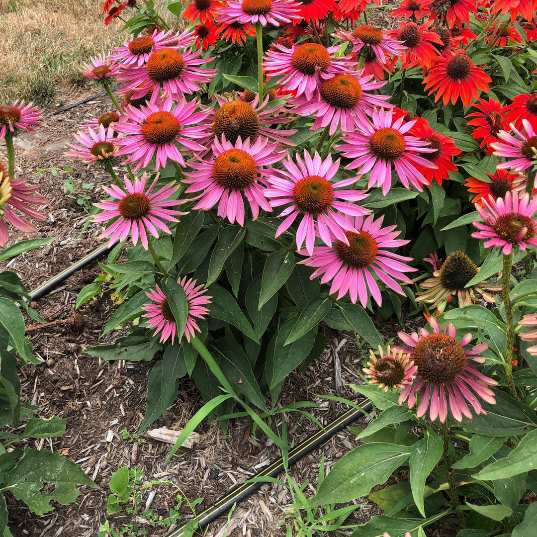 Green Twister Echinacea, Coneflower