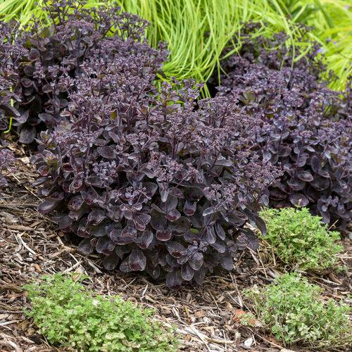 Rock 'N Grow® Back In Black Stonecrop