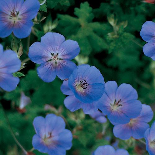 Rozanne Cranesbill
