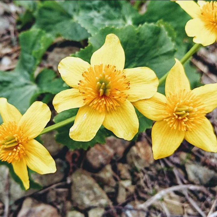 Marsh Marigold