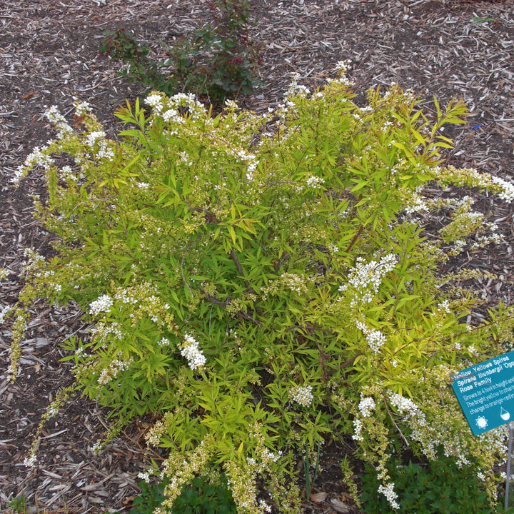 Gold Thread™ Spirea, Mellow Yellow Spiraea
