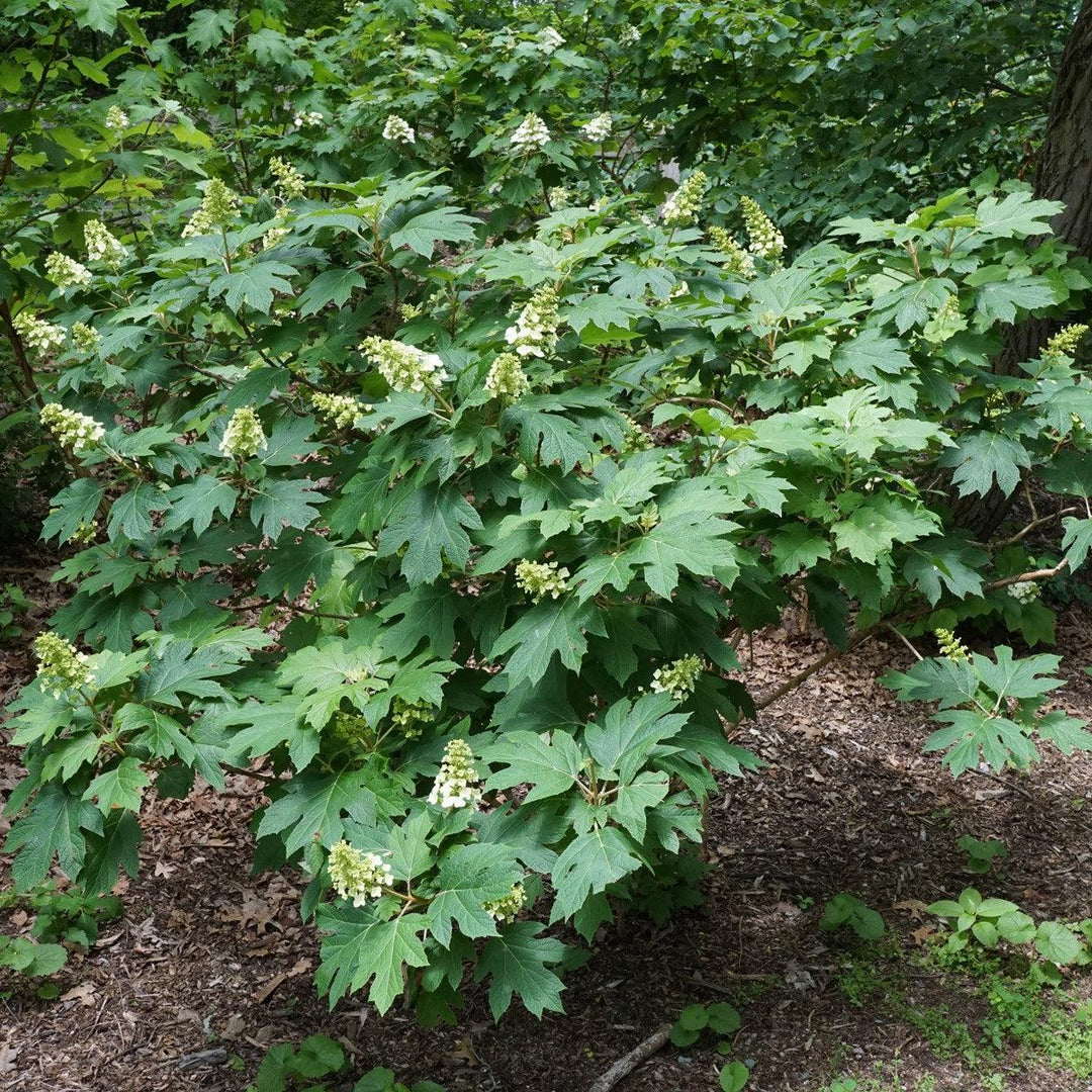 Snow Queen Hydrangea