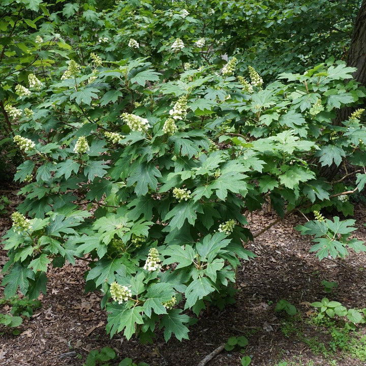 Snow Queen Hydrangea