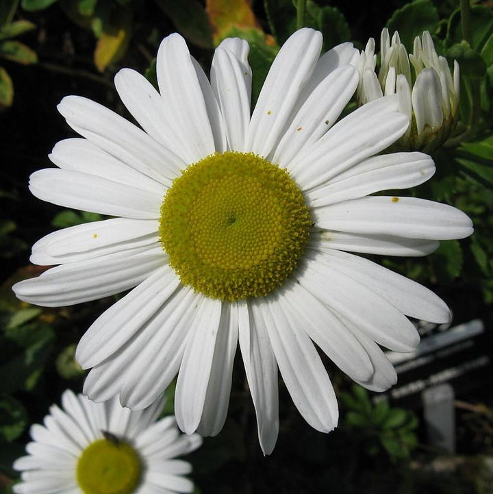 Nippon Daisy