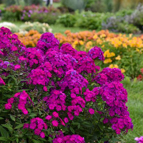Luminary® Ultraviolet Phlox