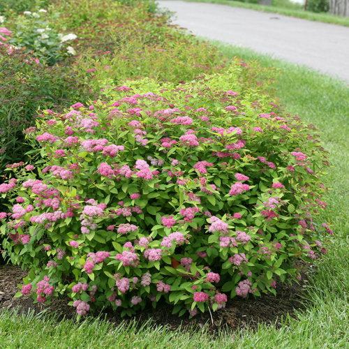 Double Play® Big Bang Spirea