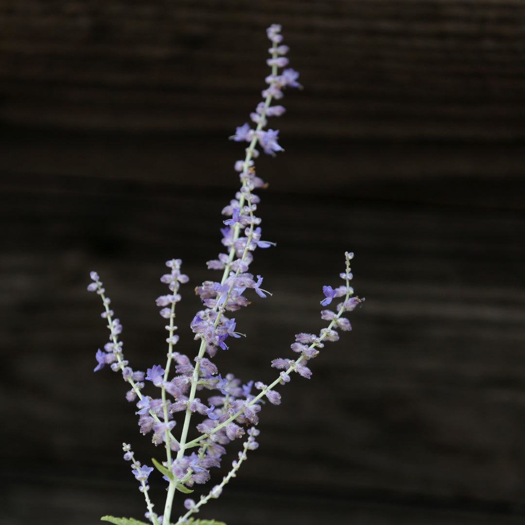 Russian Sage