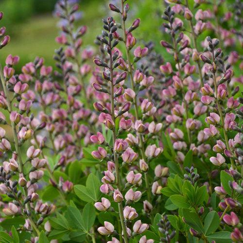 PW® Decadence® Deluxe Pink Truffles False Indigo