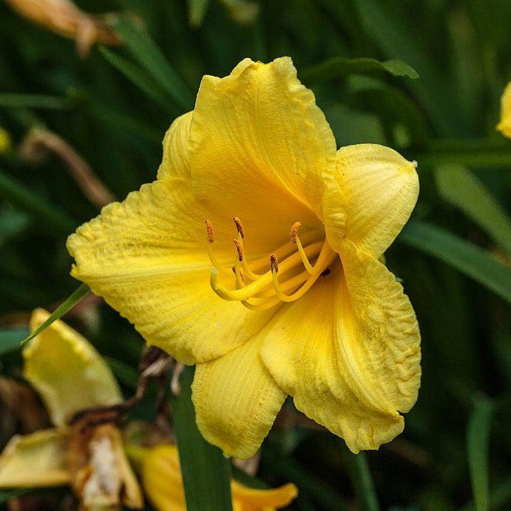 Happy Returns Daylily
