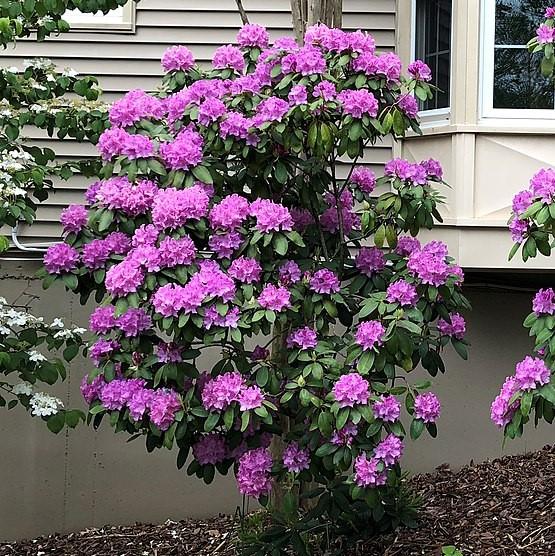 Rhododendron 'English Roseum'  - English Roseum Rhododendron