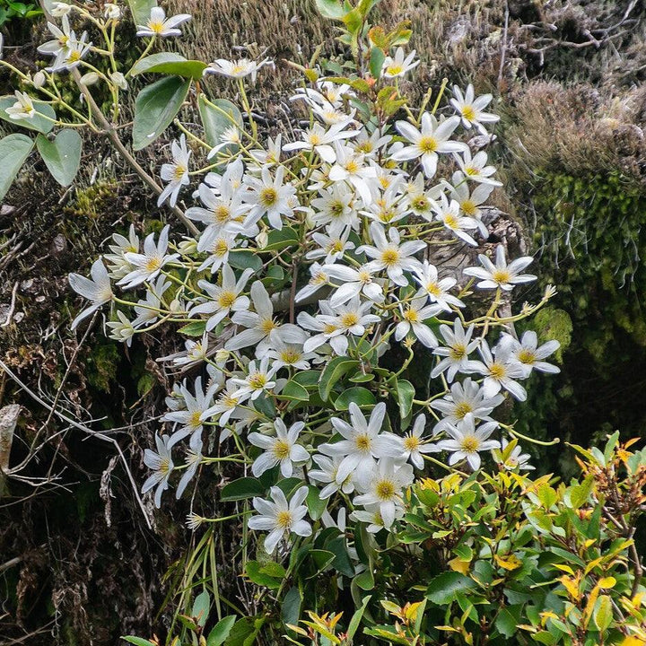 Autumn Clematis