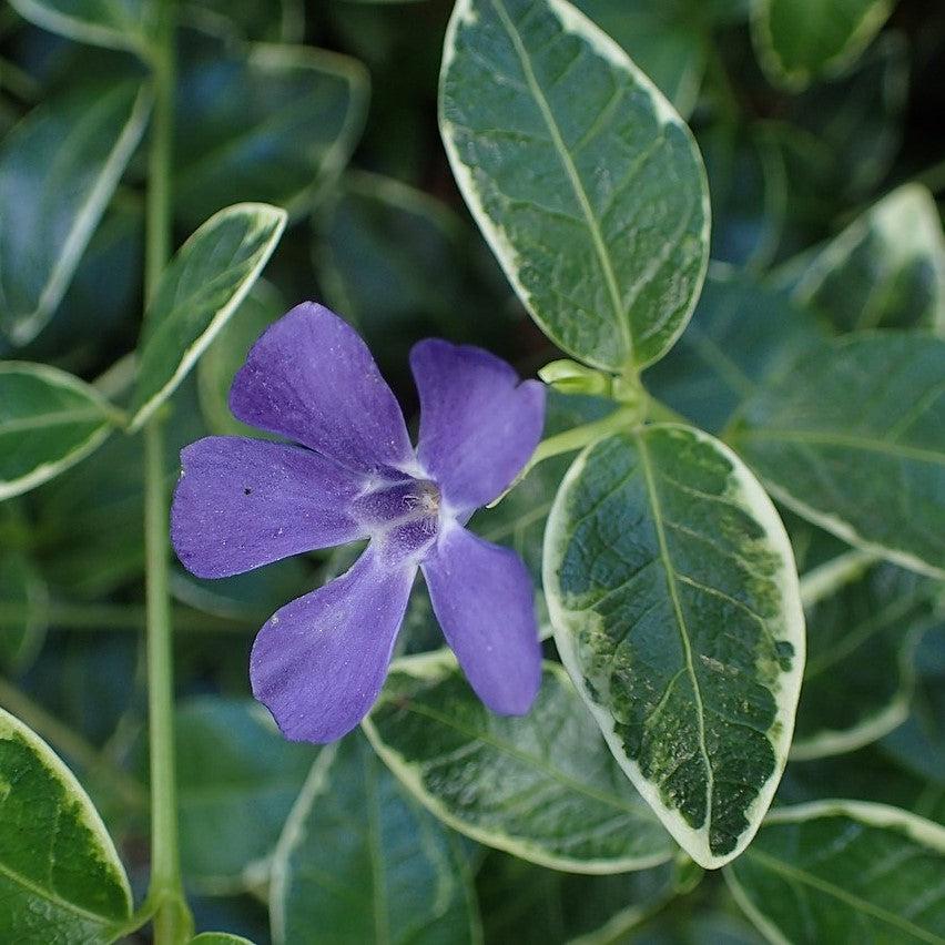 Ralph Shugert Periwinkle