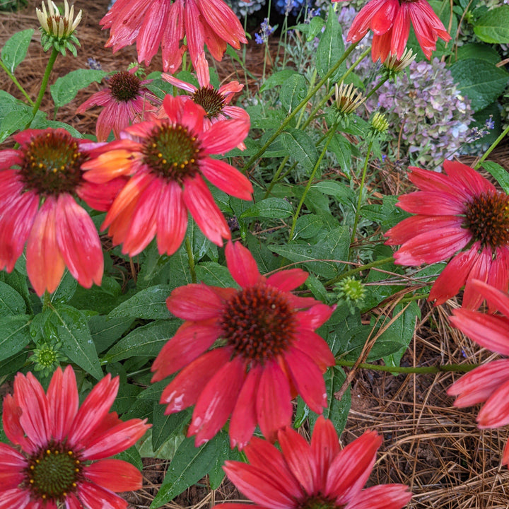 Cheyenne Spirit Echinacea, Coneflower