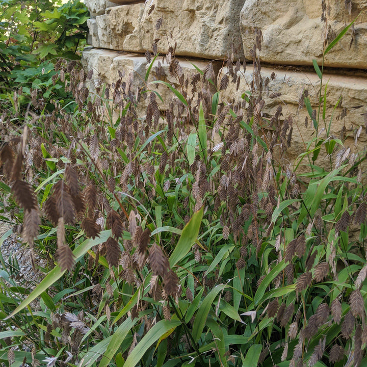 River Oats, Inland Sea Oats