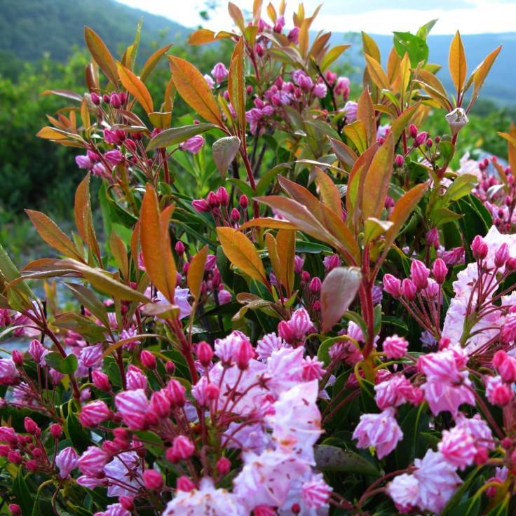 Kalmia latifolia 'Nipmuck'  - Nipmuck Mountain Laurel