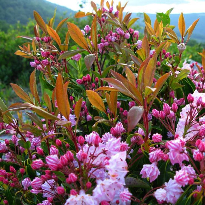 Kalmia latifolia 'Nipmuck'  - Nipmuck Mountain Laurel