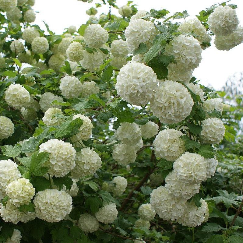 Eastern Snowball