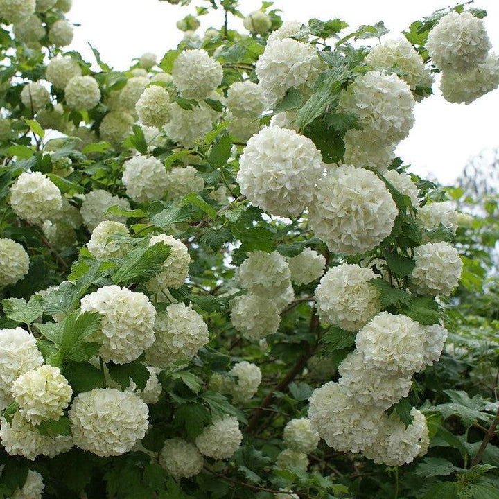 Eastern Snowball