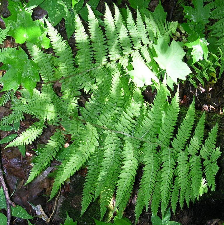 Lady Fern
