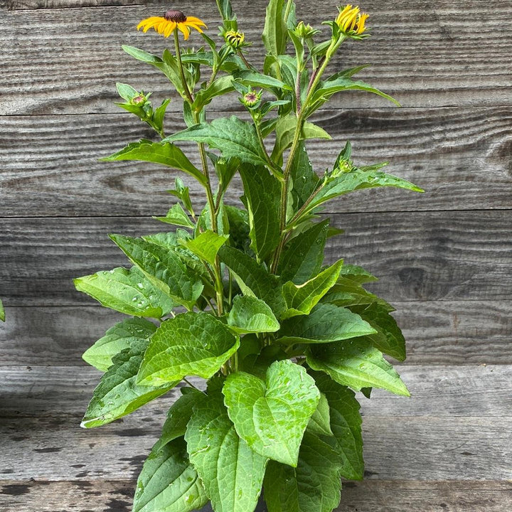 Black-Eyed Susan