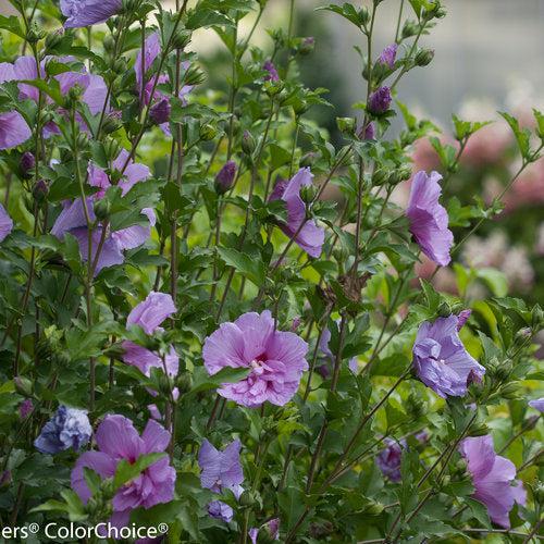 Lavender Chiffon® Rose of Sharon