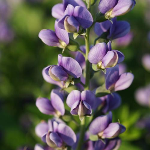 Decadence® Blueberry Sundae False Indigo