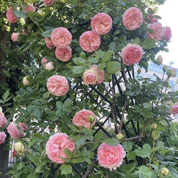 Eden® Rose